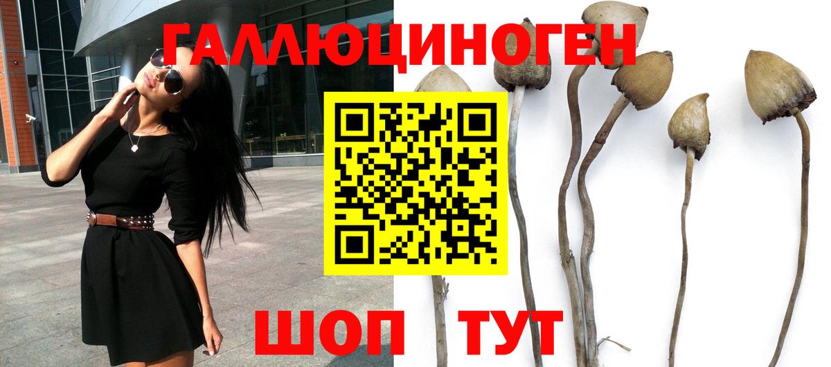 Галлюциногенные грибы Psilocybine cubensis  Галлюциногенные грибы Cubensis  Дмитров  Вход с VPN 